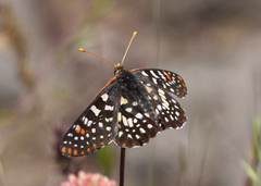 Euphydryas chalcedona chalcedona