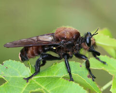 Laphria lata