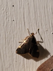 Hypsopygia thymetusalis