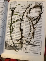 Potamogeton robbinsii