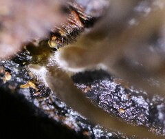 Mycena yuulongicola