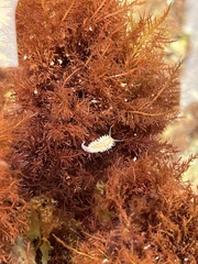 Fiona pinnata
