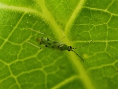 Nesidiocoris tenuis