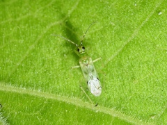 Nesidiocoris tenuis