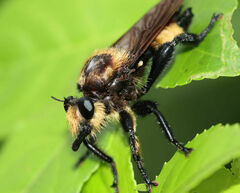 Laphria lata