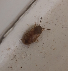 Mycetophagus pluripunctatus