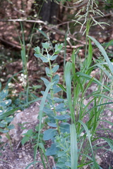 Euphorbia marginata