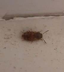 Mycetophagus pluripunctatus