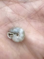 Daedalochila mooreana