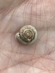 Daedalochila mooreana