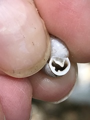 Daedalochila mooreana