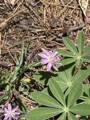 Stephanomeria lactucina