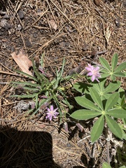 Stephanomeria lactucina
