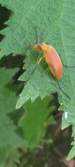 Cistelina
