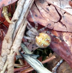 Araneus yukon