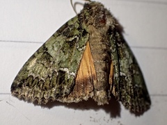 Polyphaenis sericata