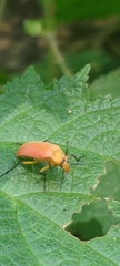 Cistelina