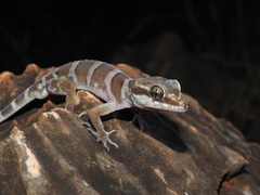 Cyrtodactylus mcdonaldi