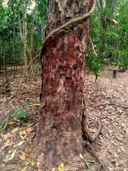 Ganophyllum falcatum