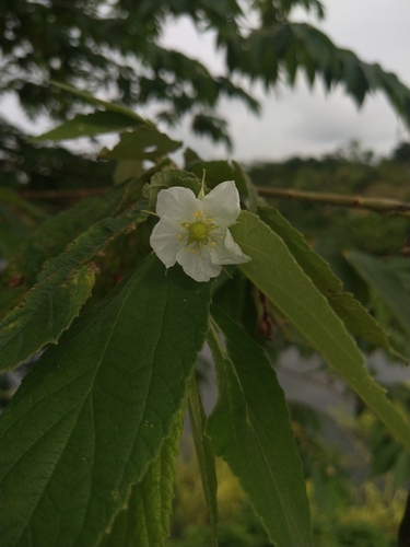 Muntingia calabura