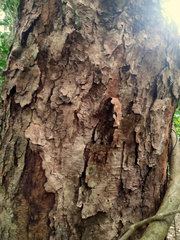 Ganophyllum falcatum