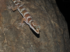 Cyrtodactylus mcdonaldi