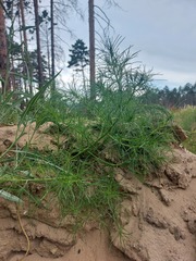 Salsola collina