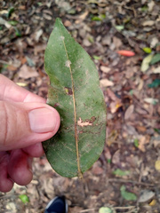 Ganophyllum falcatum