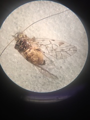 Psococerastis gibbosa