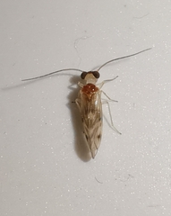 Psocodea
