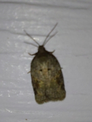 Acleris macdunnoughi