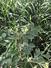 Tetradium ruticarpum