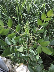 Tetradium ruticarpum