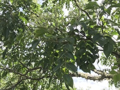 Tetradium ruticarpum