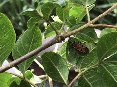 Tetradium ruticarpum