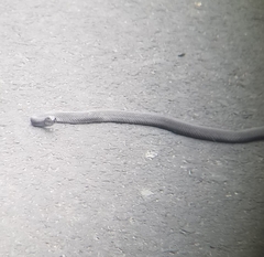 Coluber constrictor