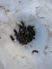 Canachites canadensis