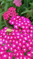 Thyanta pallidovirens