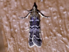 Ortholepis pasadamia