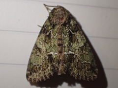 Polyphaenis sericata