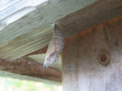 Nymphalis