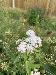 Lepturobosca chrysocoma