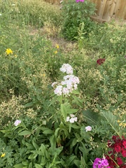 Lepturobosca chrysocoma