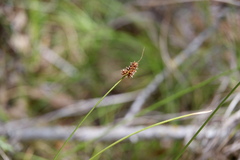 Carex austrina