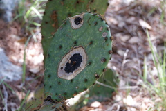 Phyllosticta concava