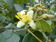 Capparicordis crotonoides