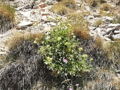 Potentilla valderia