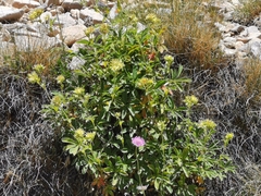 Potentilla valderia