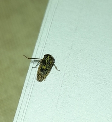 Acericerus ribauti