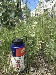 Ipomopsis aggregata weberi